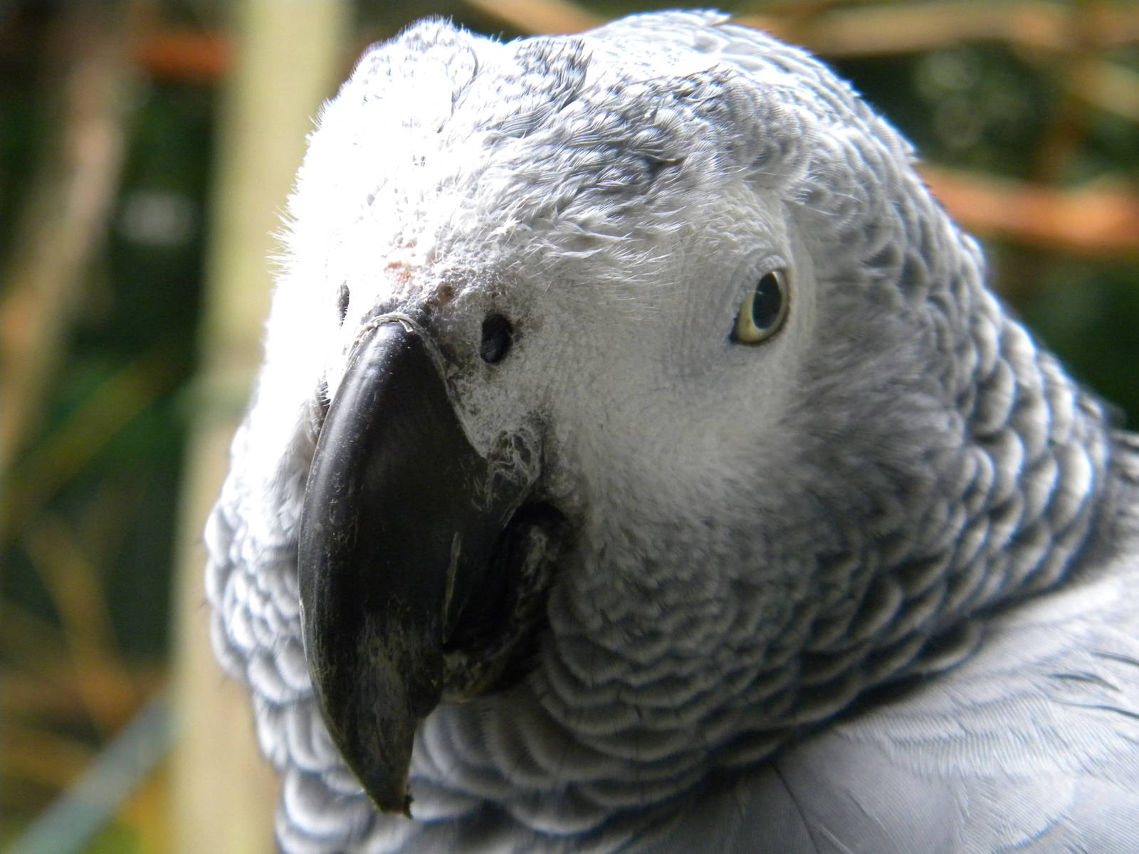 African Grey Parrot at SLWAP 16/07/11