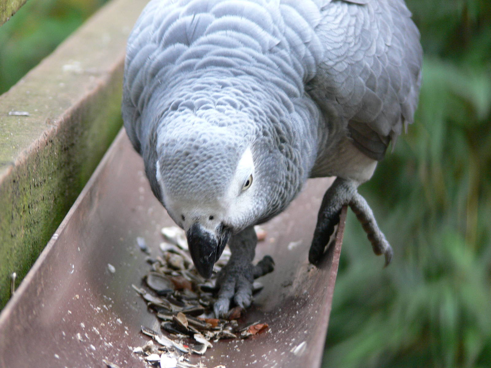 African Grey Parrot at South Lakes WAP 24/11/12