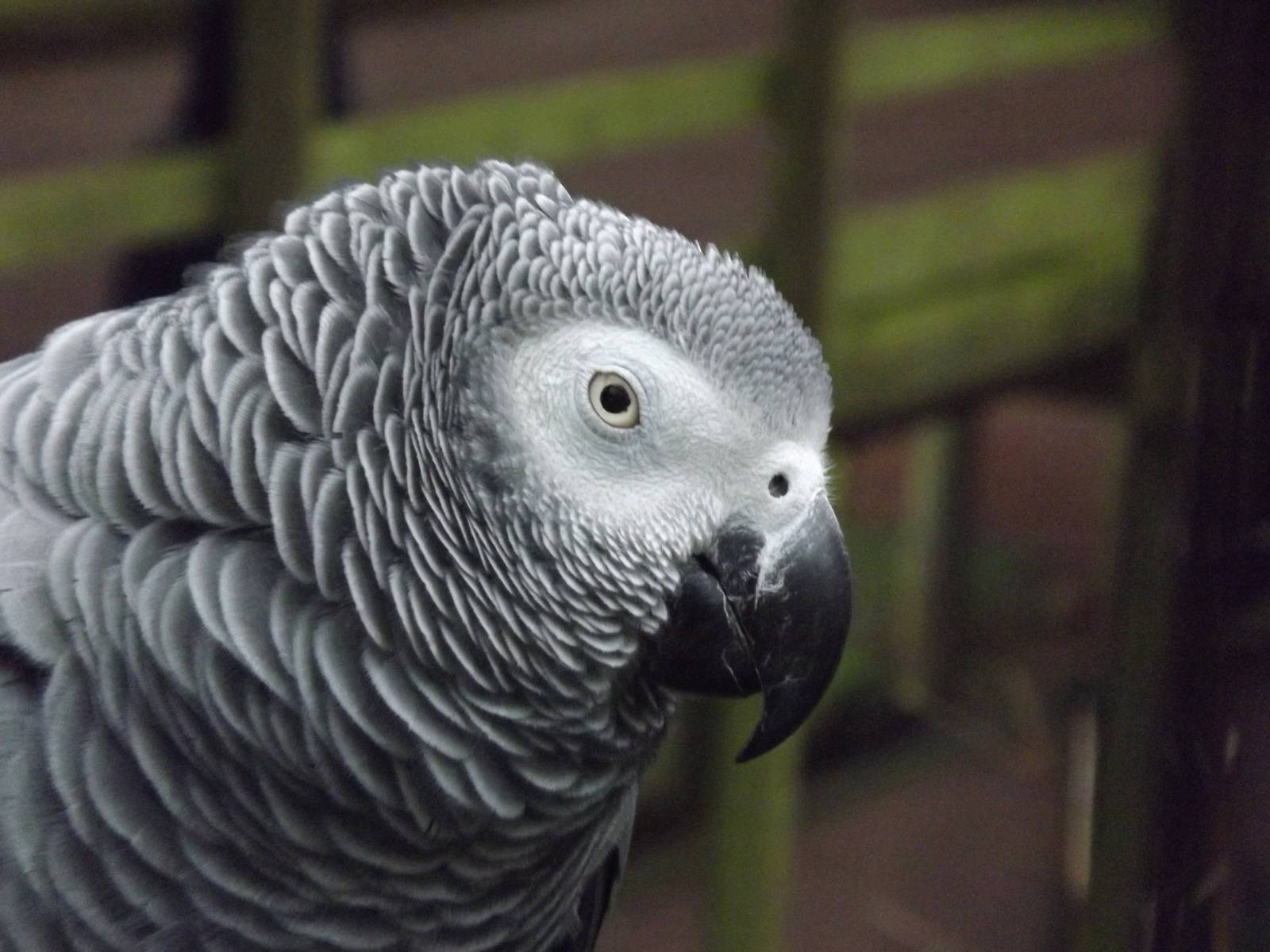 African grey parrot at South Lakes WAP 26/11/11