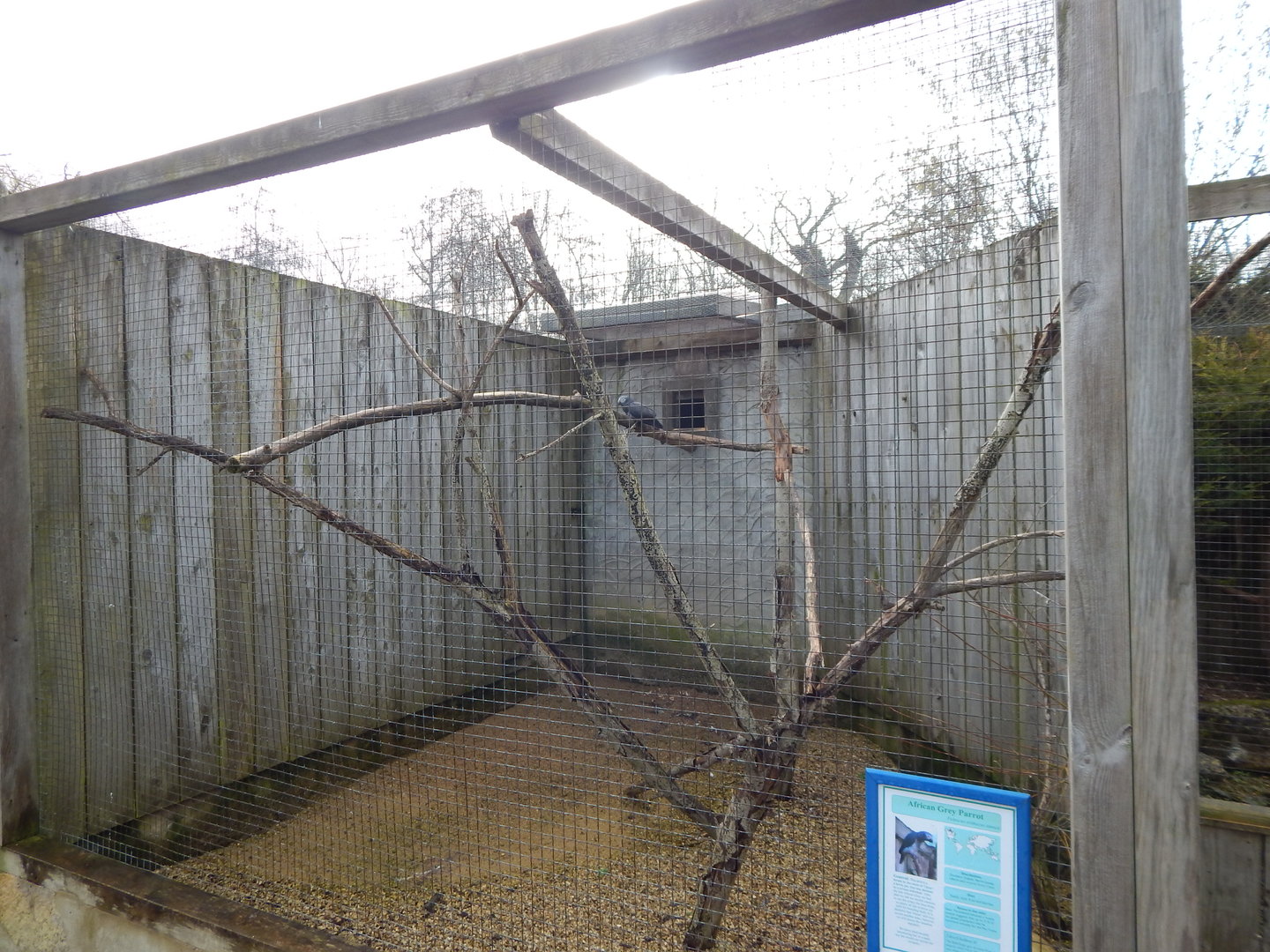 African grey parrot aviary 010323