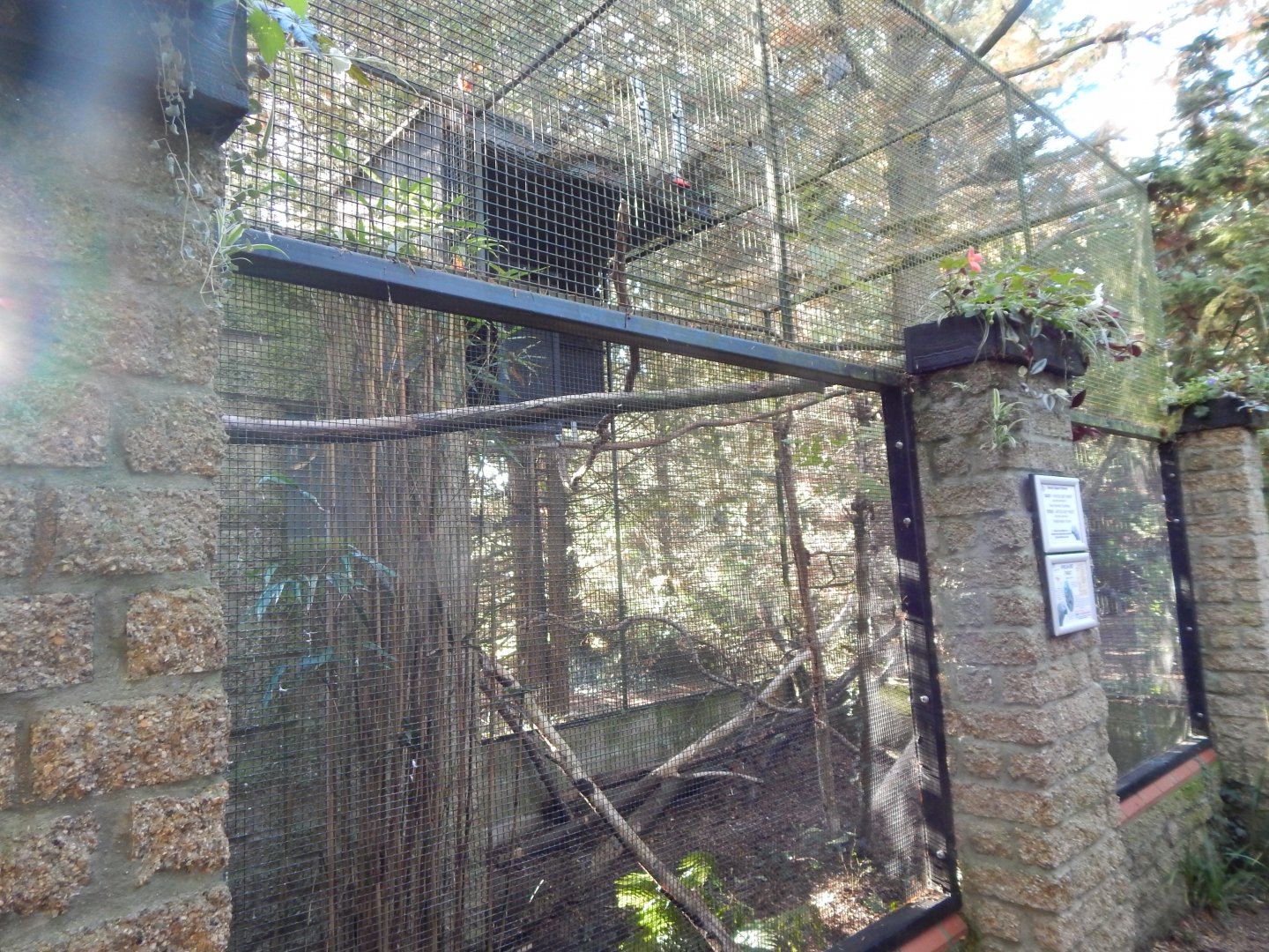 African grey parrot aviary 011125