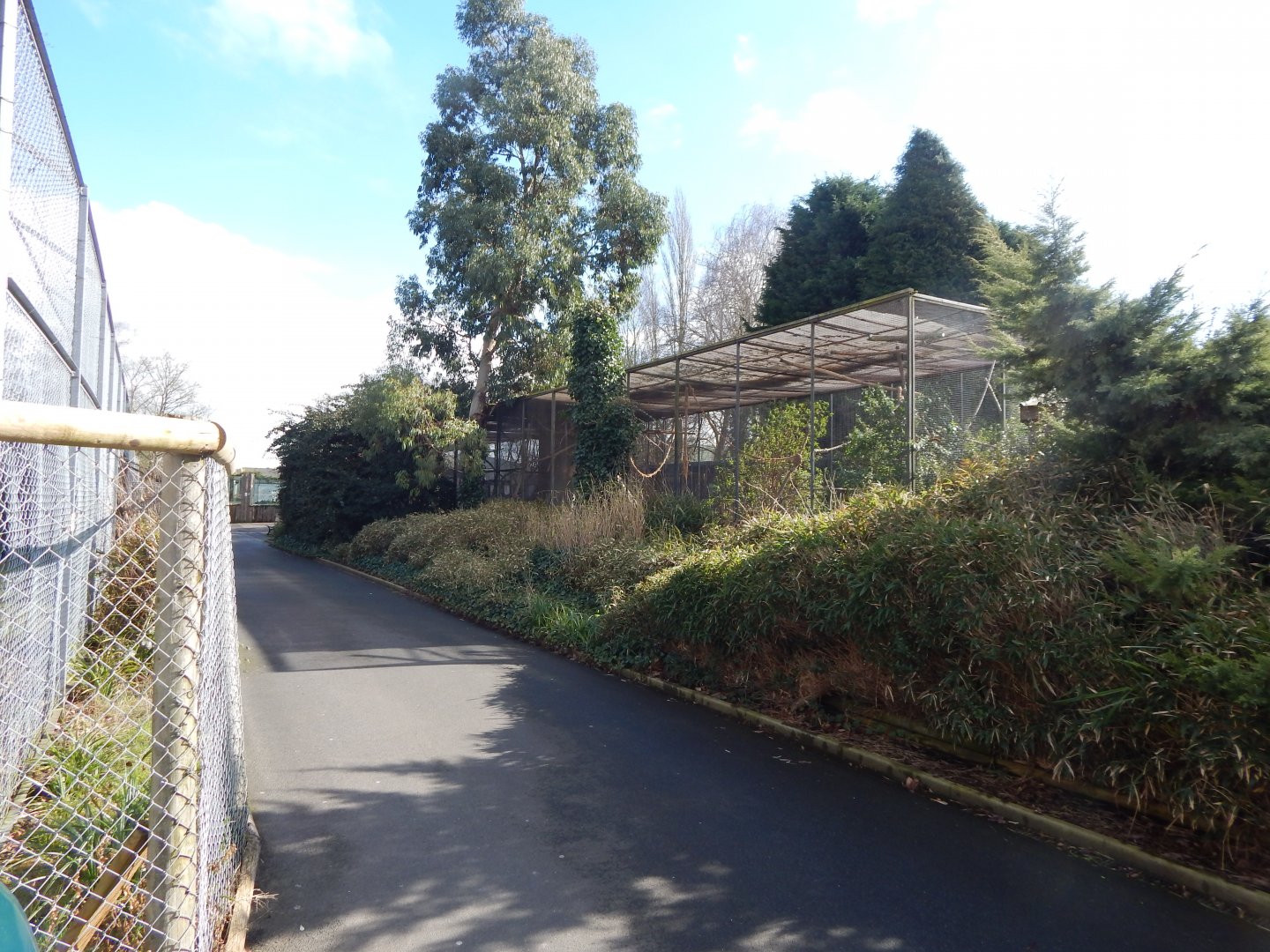 African grey parrot aviary 040324
