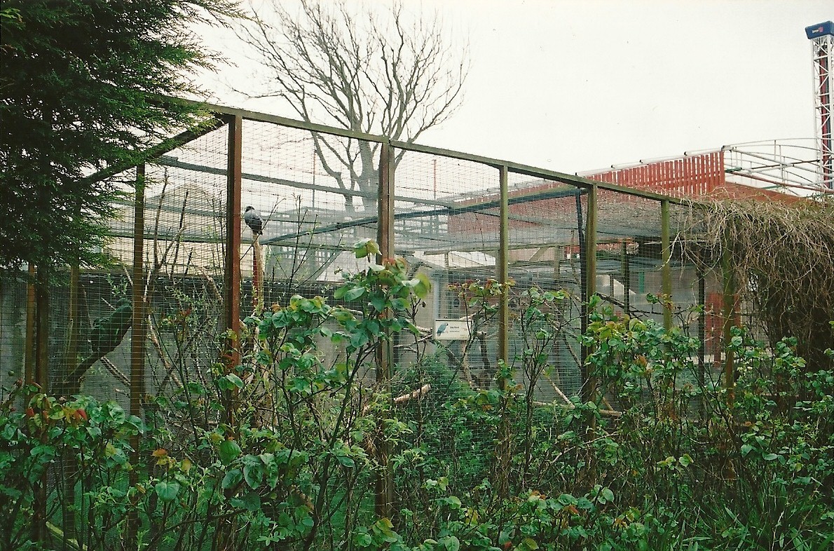 African Grey Parrot aviary 16th April 2004