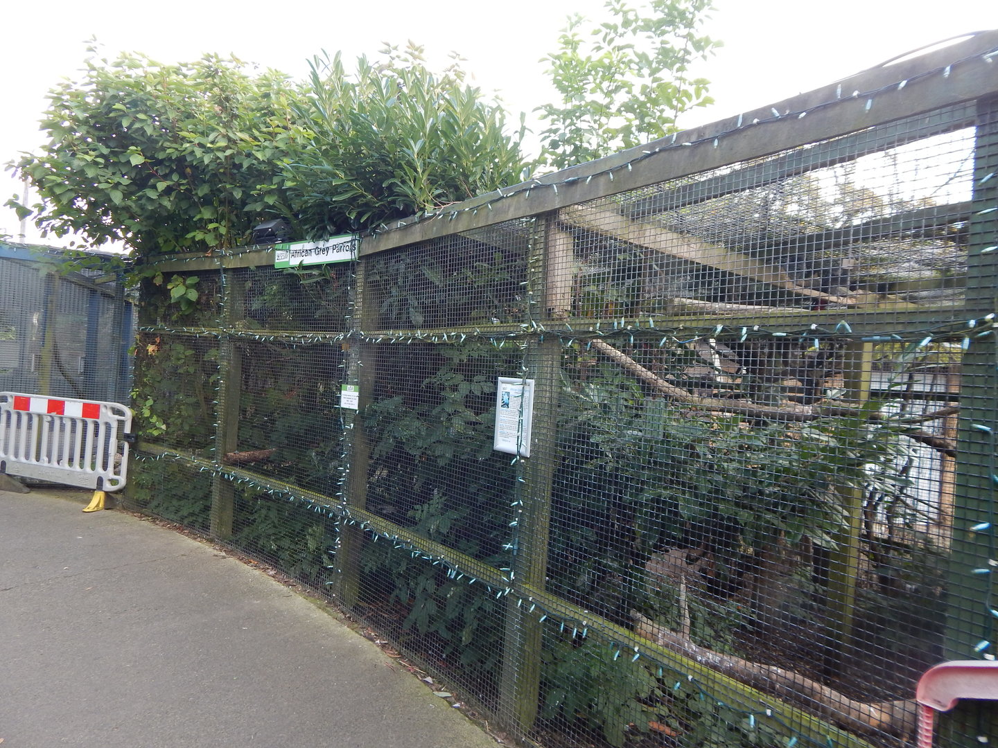 African grey parrot aviary 200922