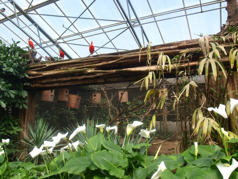 African grey parrot aviary (April 19th, 2015)