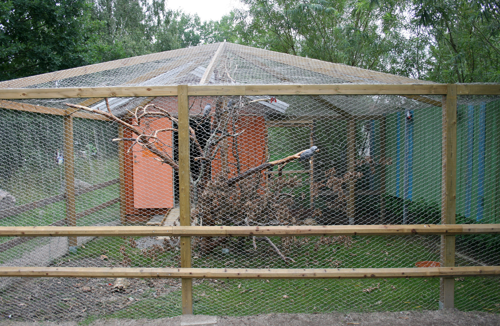 African grey parrot aviary