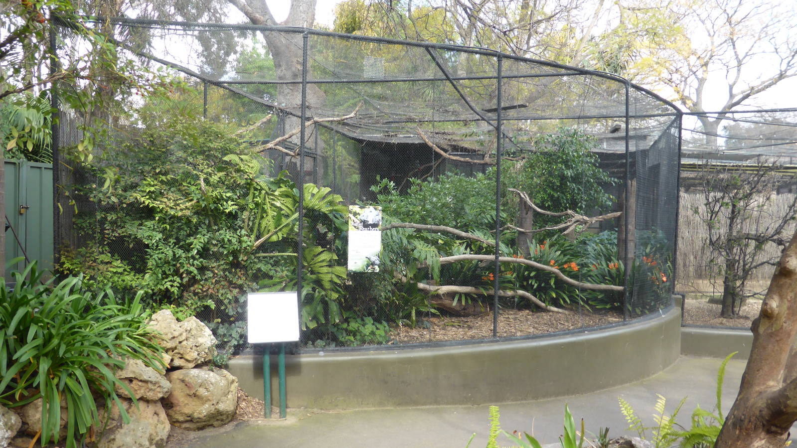 African Grey Parrot aviary