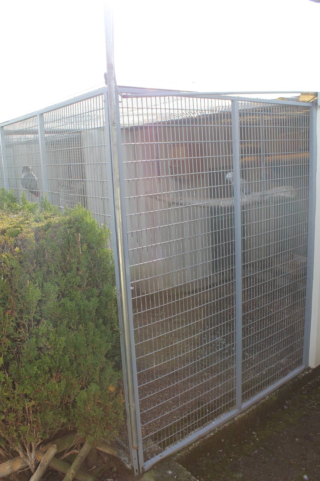 African grey parrot aviary