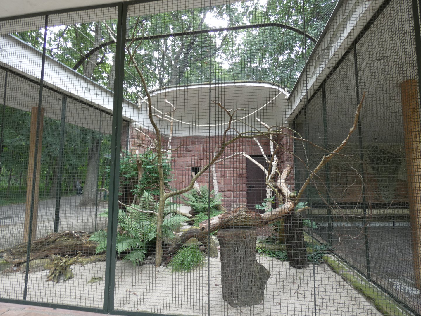 African Grey Parrot Aviary