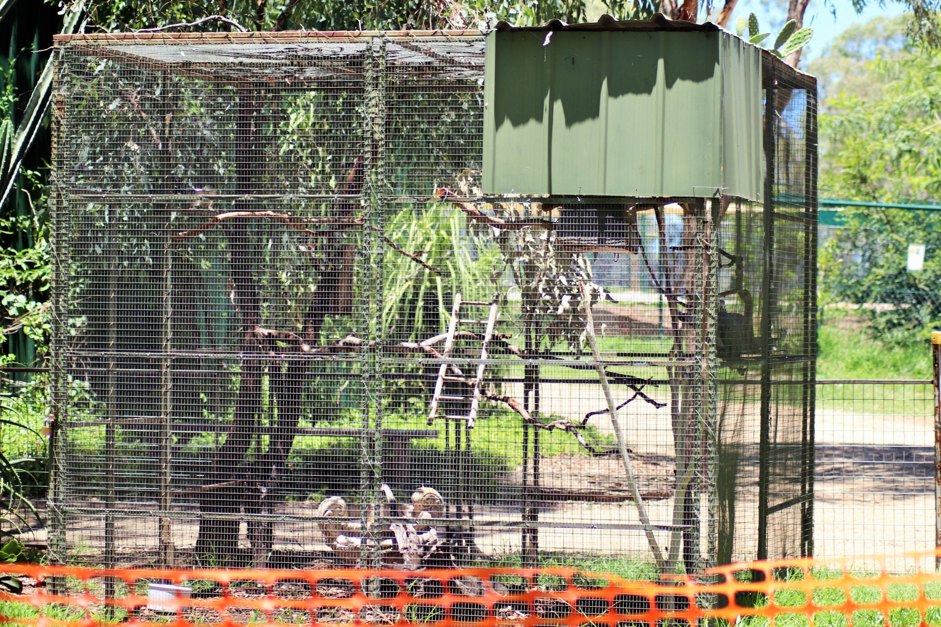 African Grey Parrot Aviary