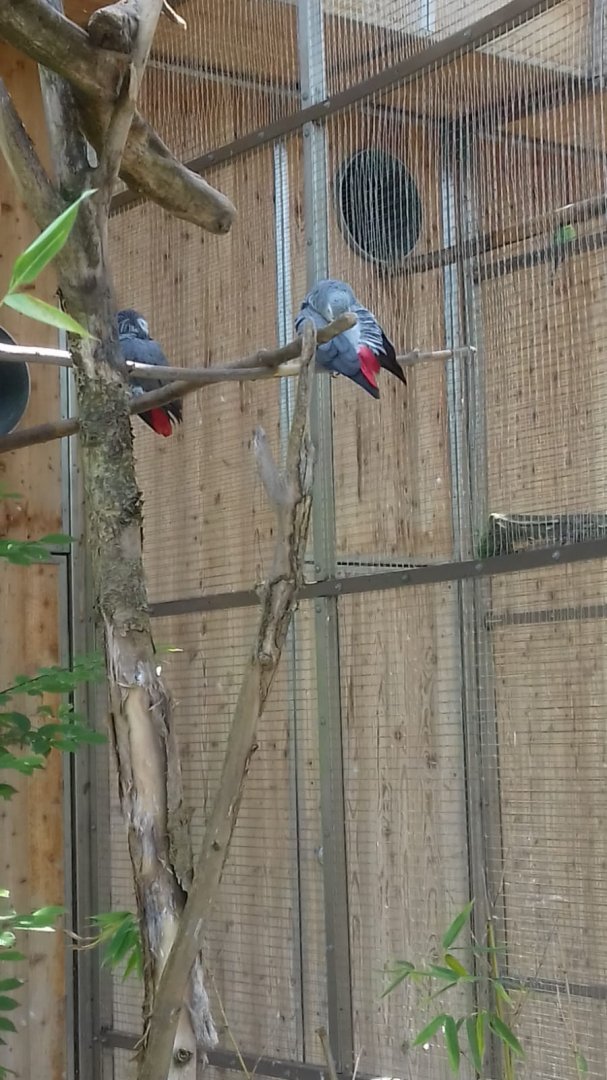 African Grey Parrot aviary