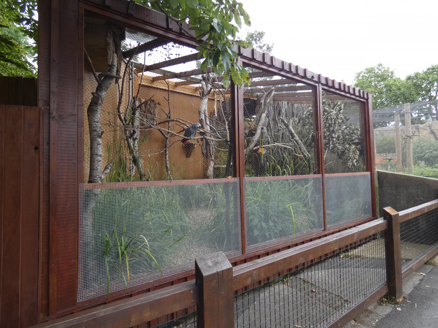 African grey parrot aviary
