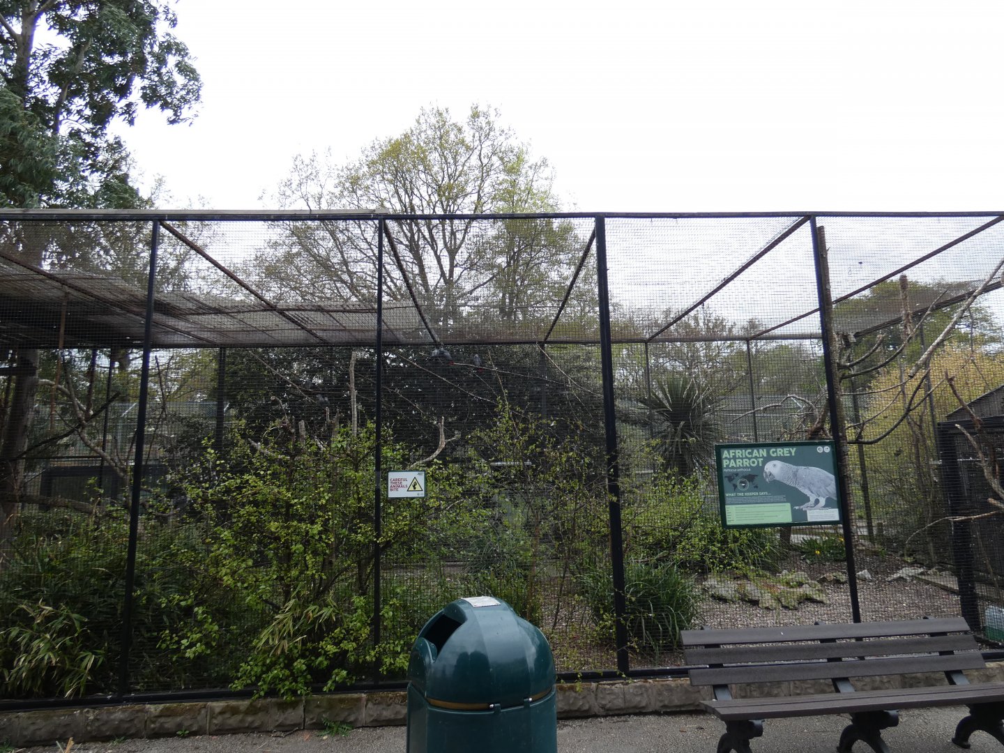 African grey parrot aviary