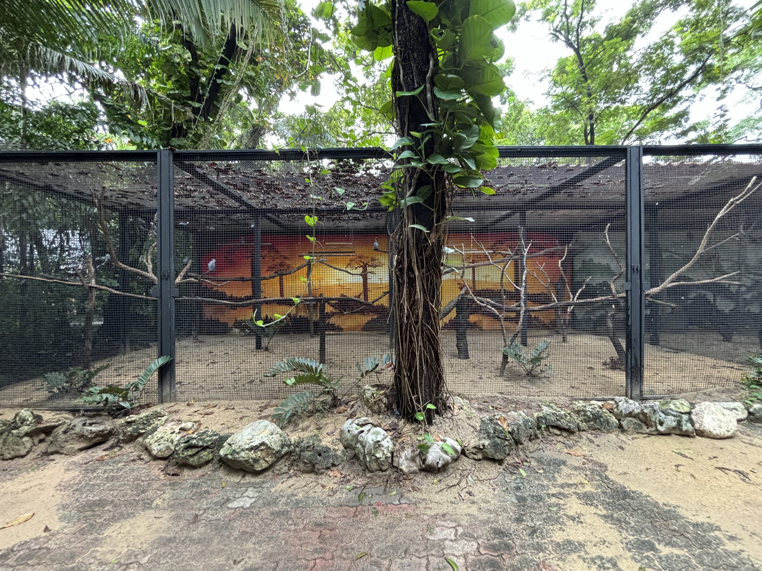 African Grey Parrot Aviary