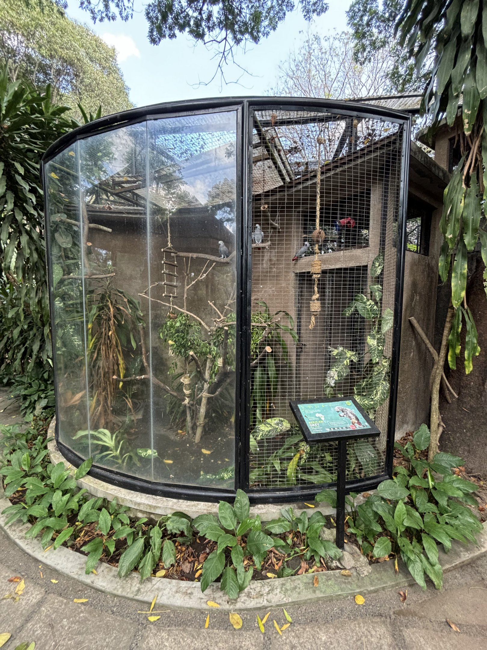 African Grey Parrot Aviary