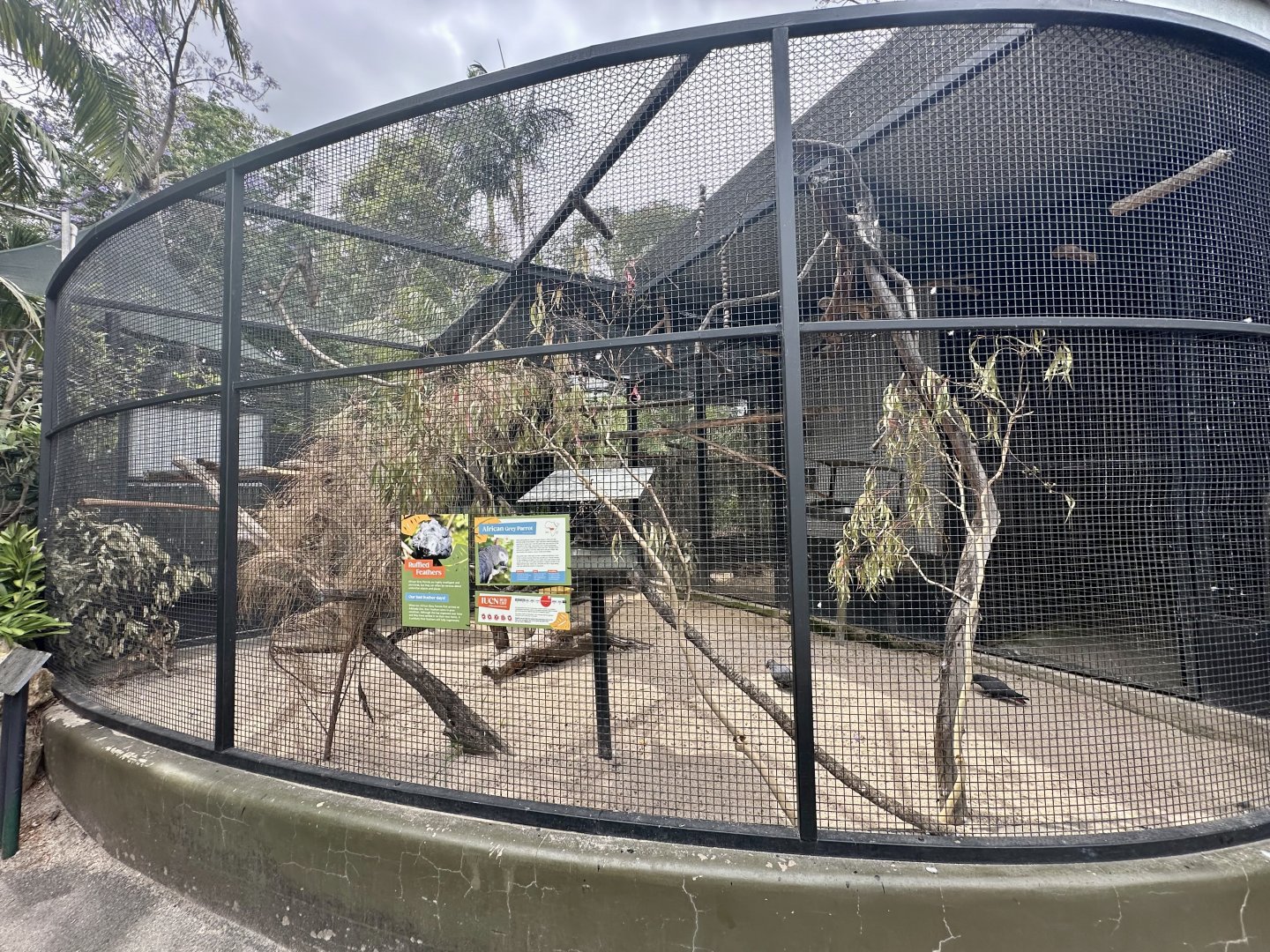 African Grey Parrot Aviary