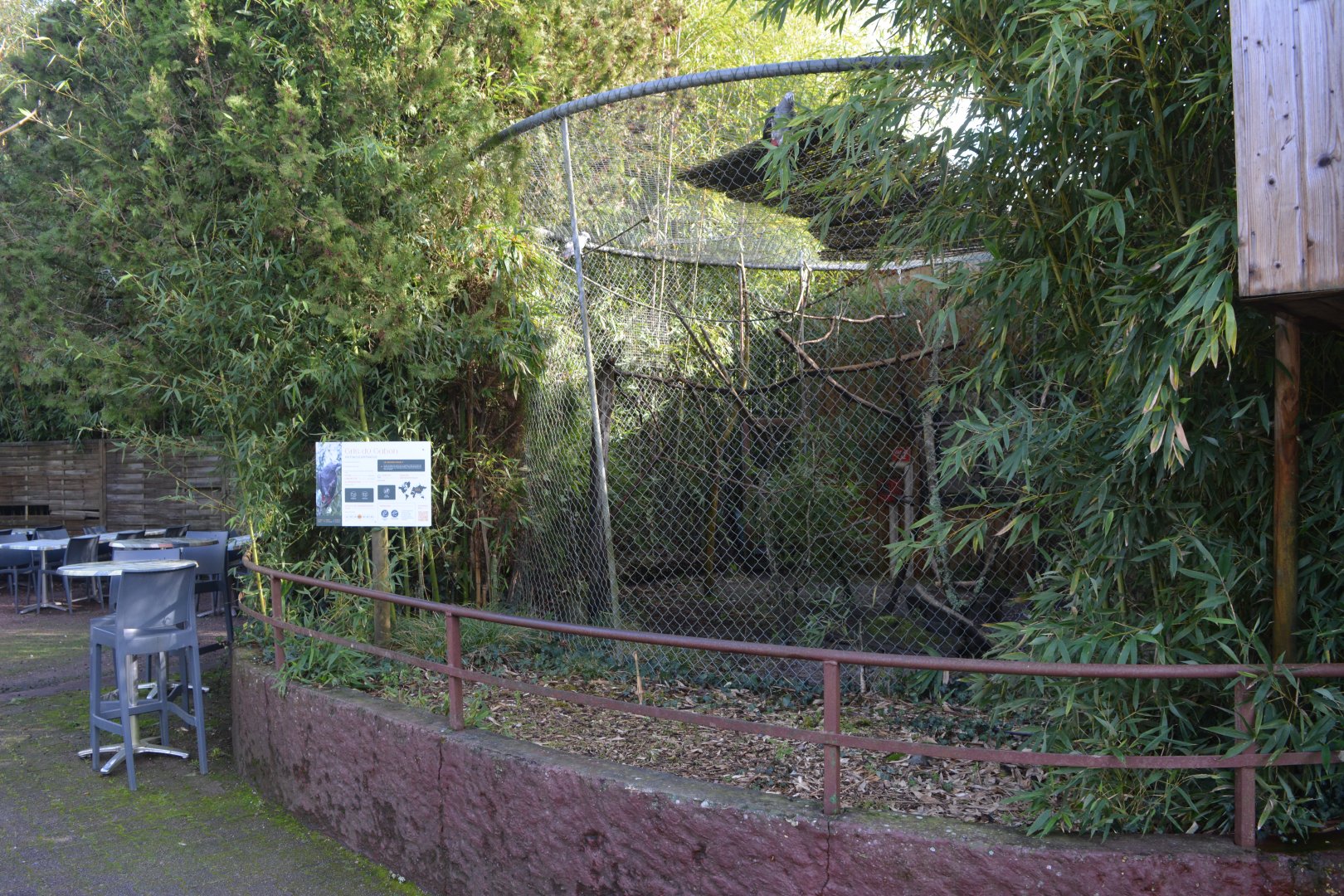 African grey parrot aviary