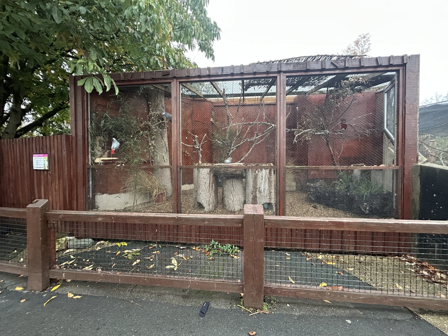 African Grey Parrot Aviary