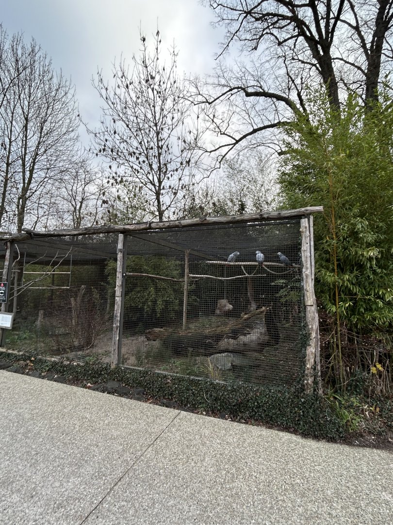 African grey parrot aviary