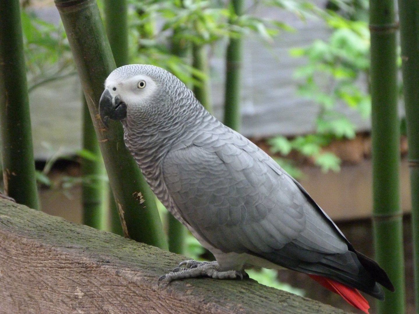 African grey parrot -Bioparc de Doué la Fontaine (2025)