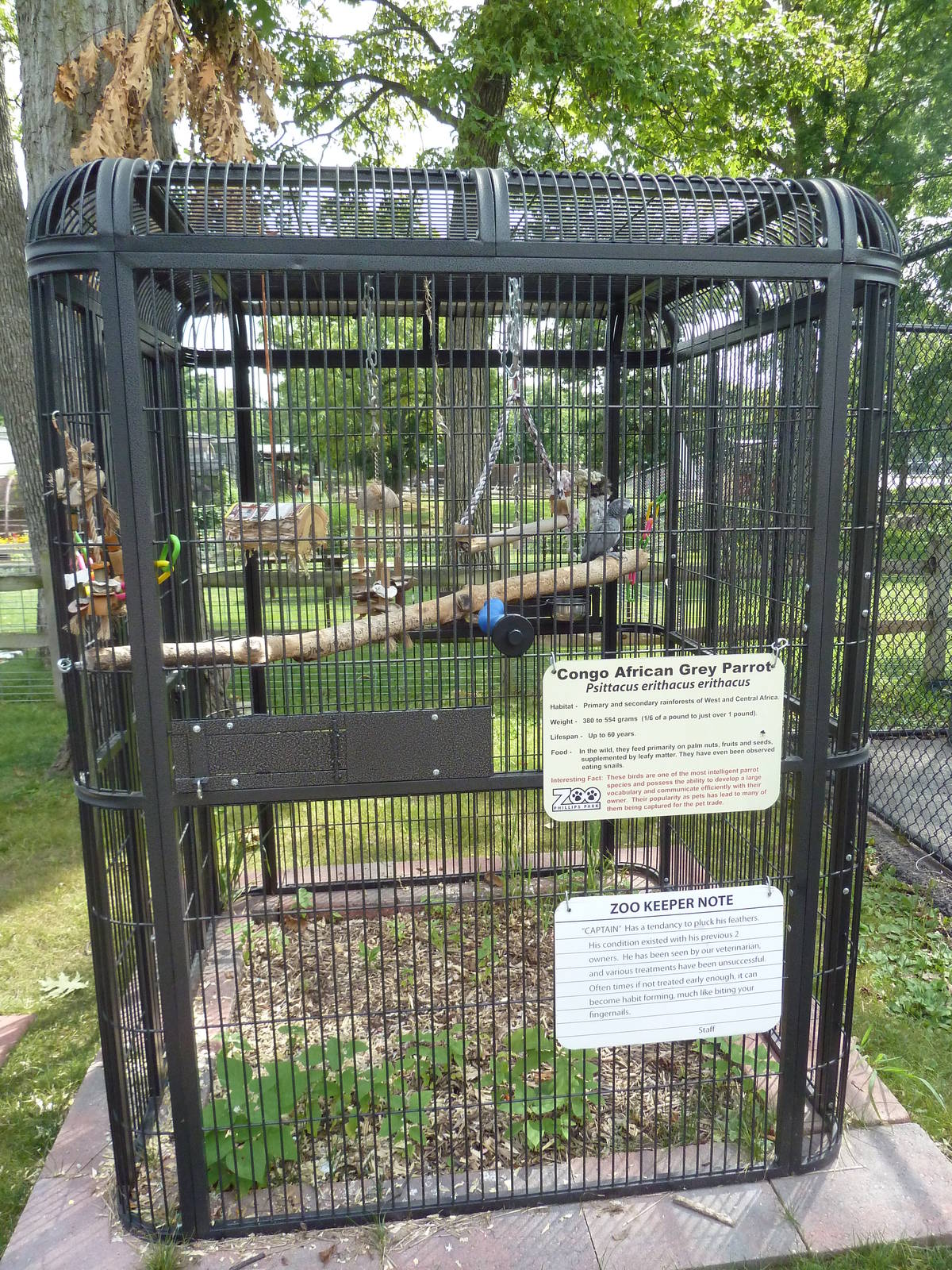 African Grey Parrot Cage