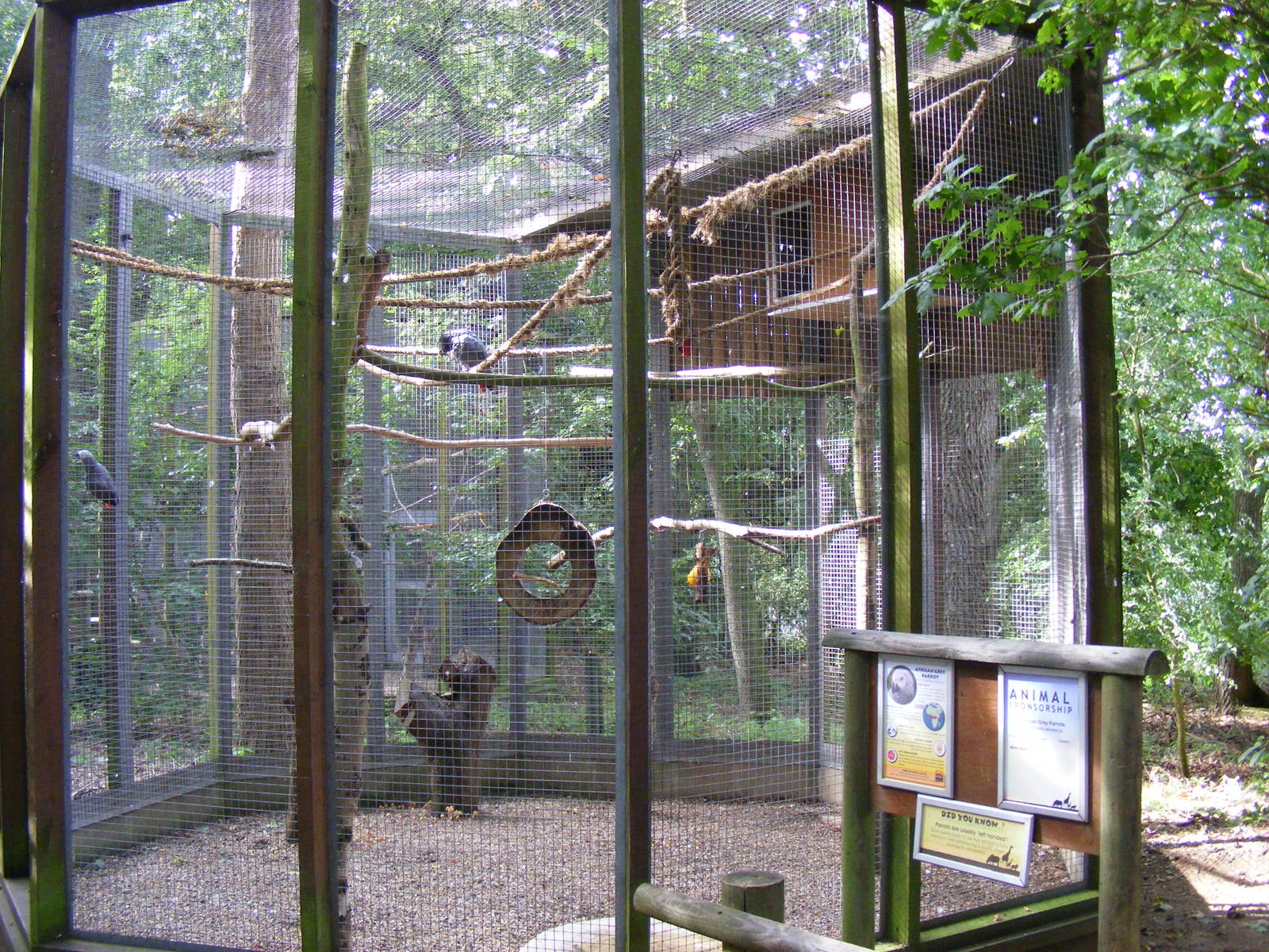 African grey parrot enclosure at Africa Alive!, 13 September 2010