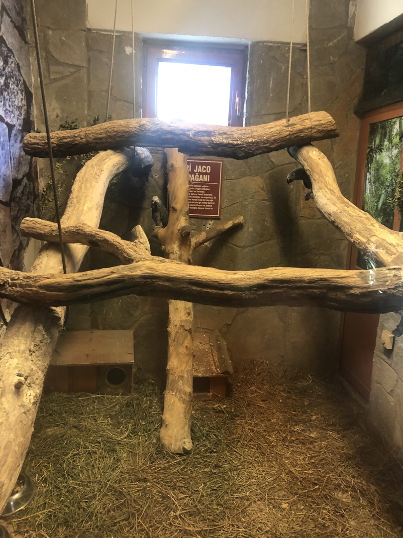 African Grey Parrot Enclosure at the Ankara Domestic Animals Park