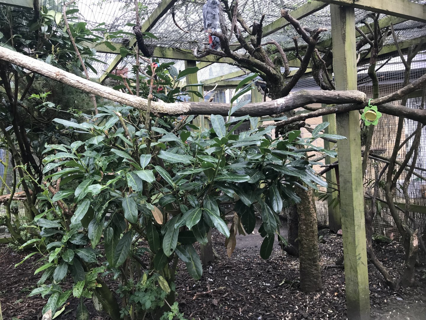 African grey parrot enclosure