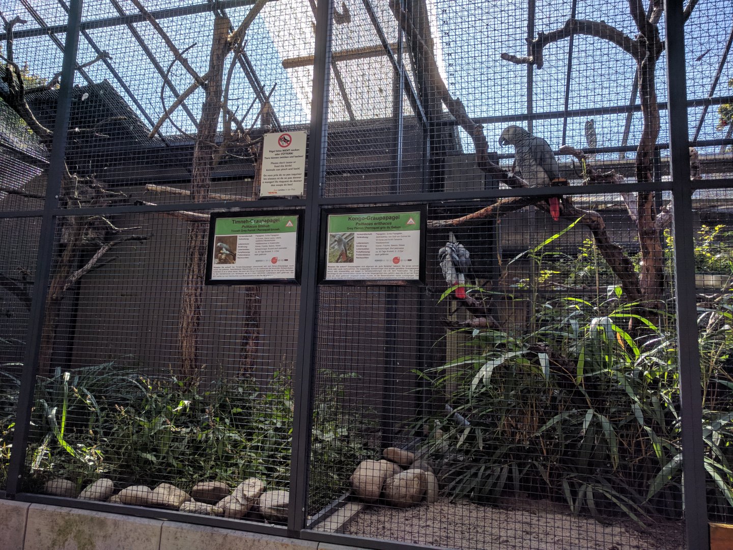 African Grey Parrot Enclosures