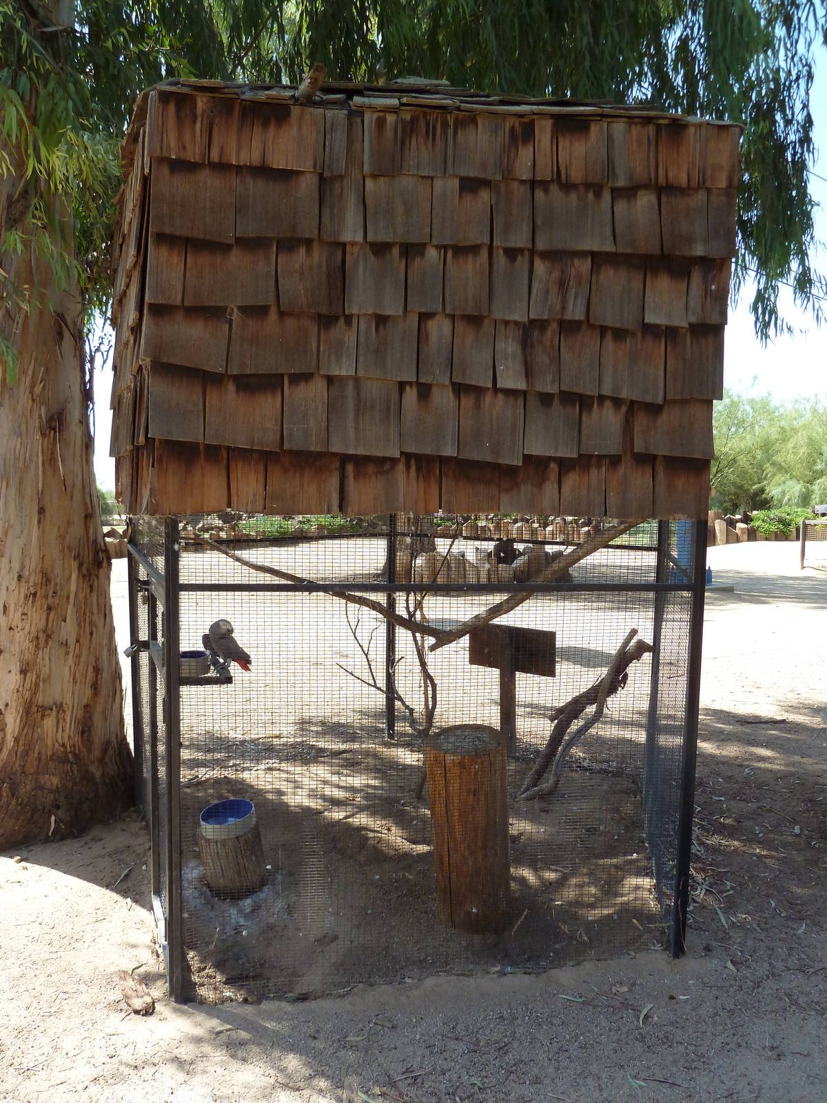 African Grey Parrot Exhibit