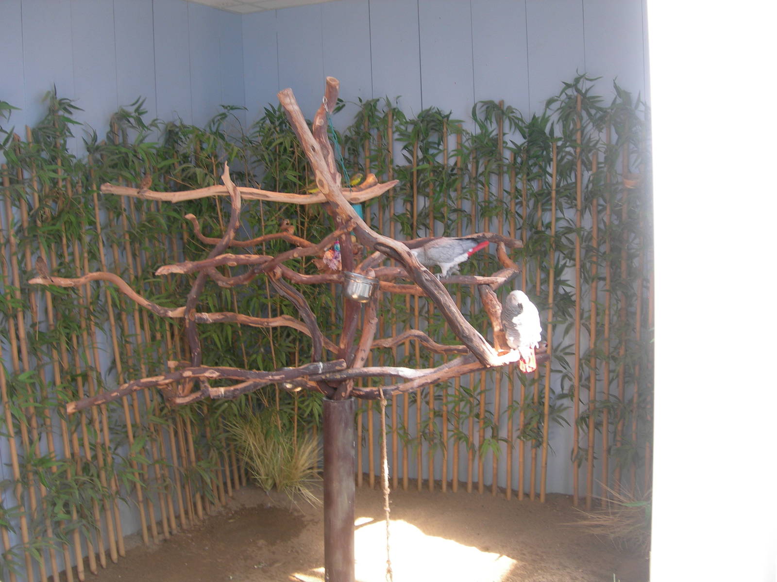 African Grey Parrot Exhibit