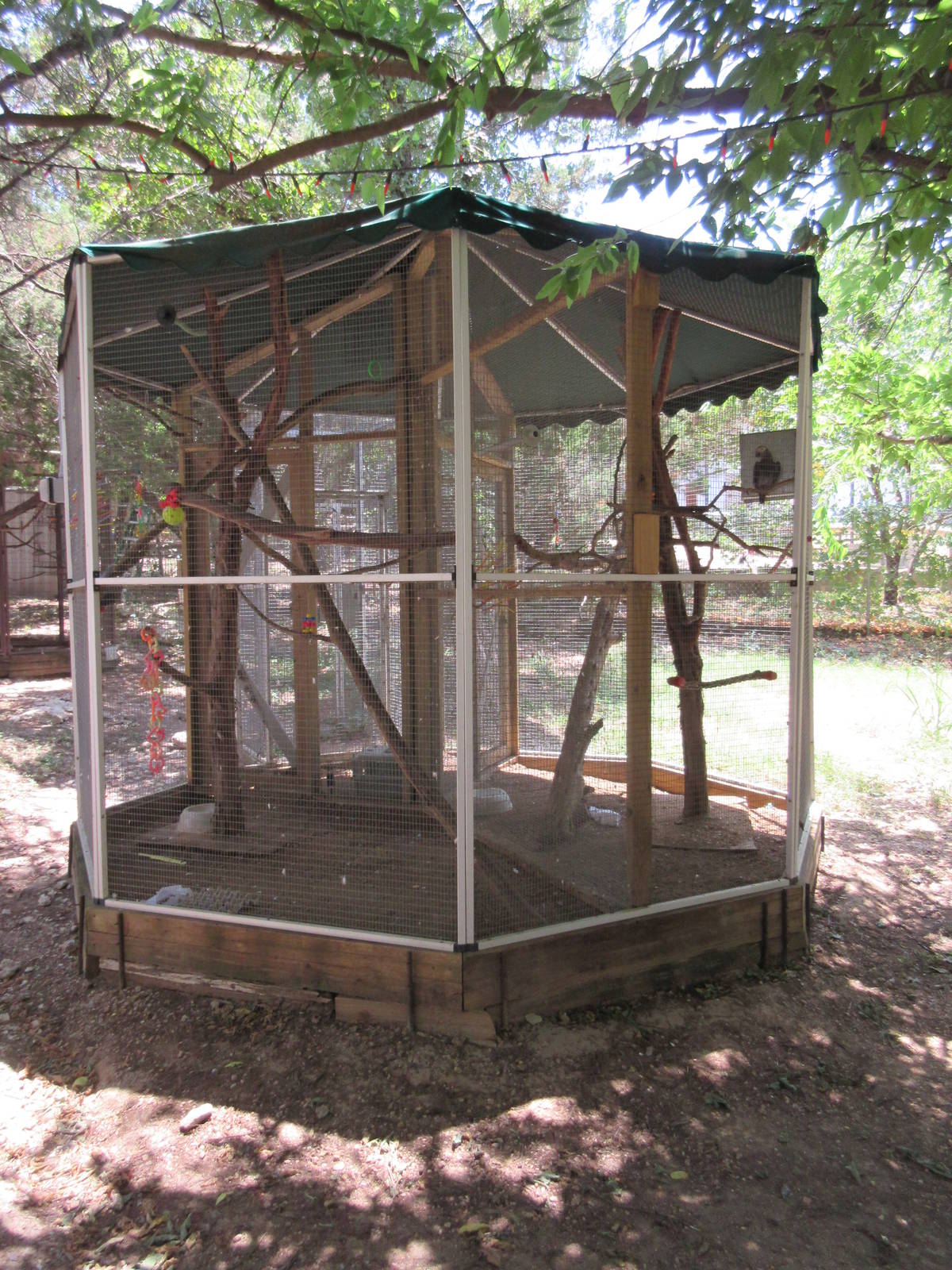 African Grey Parrot Exhibit