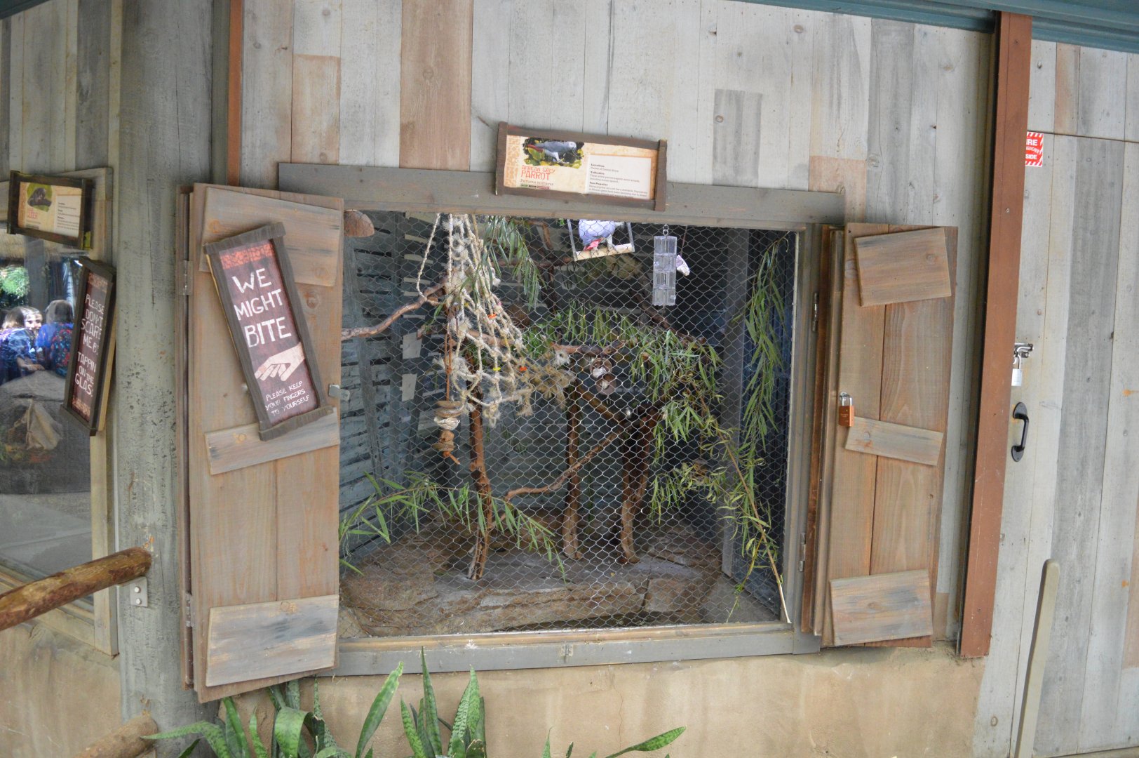 African Grey Parrot Exhibit