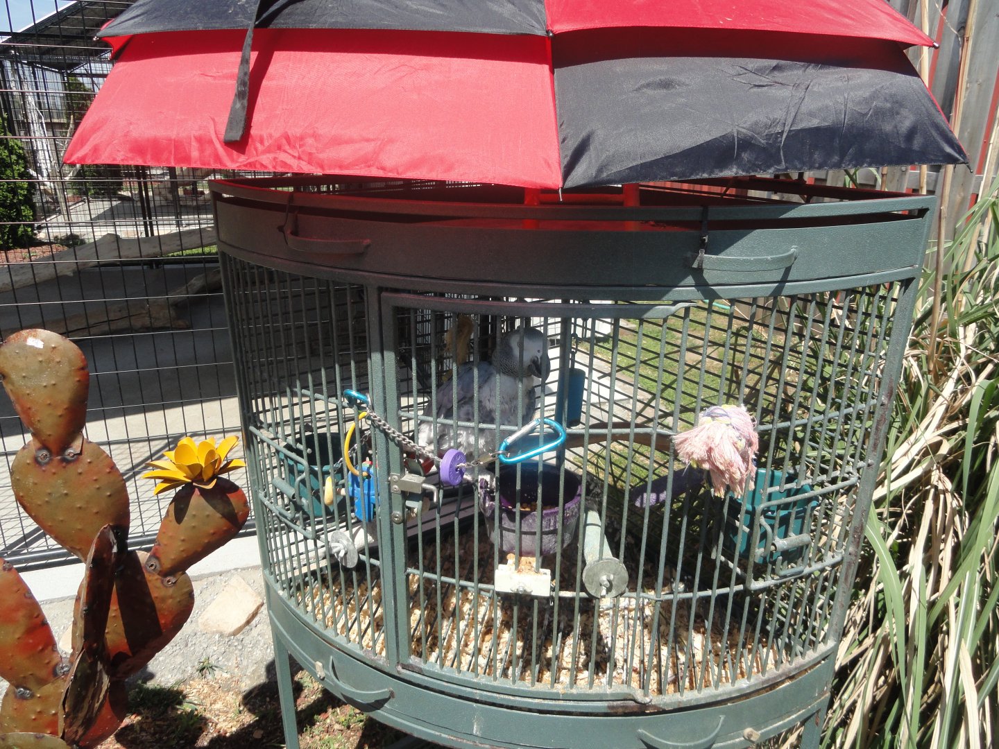 African Grey Parrot Exhibit