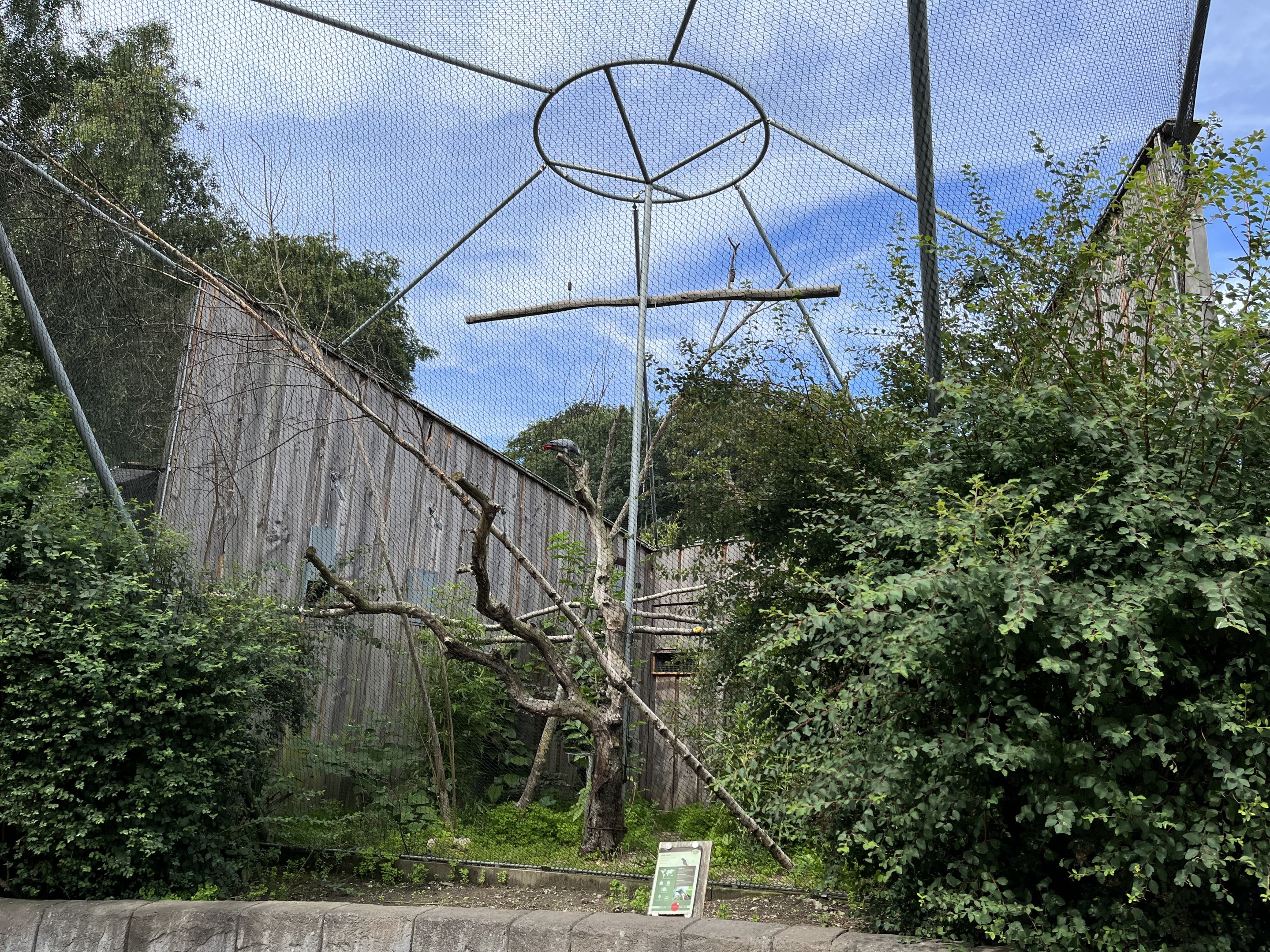 African Grey Parrot Exhibit