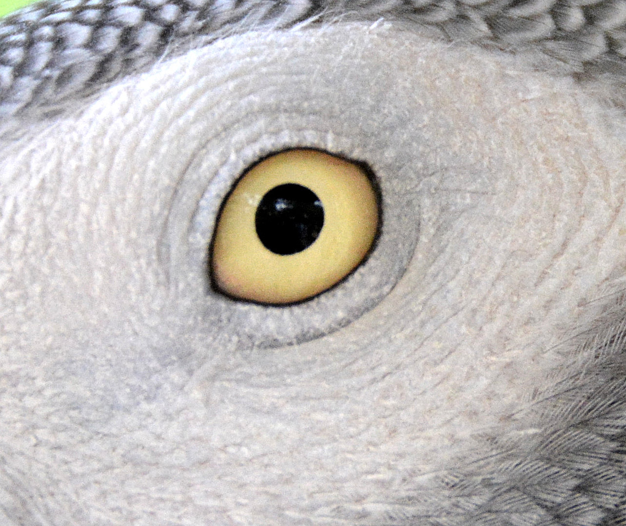 African grey parrot eye.