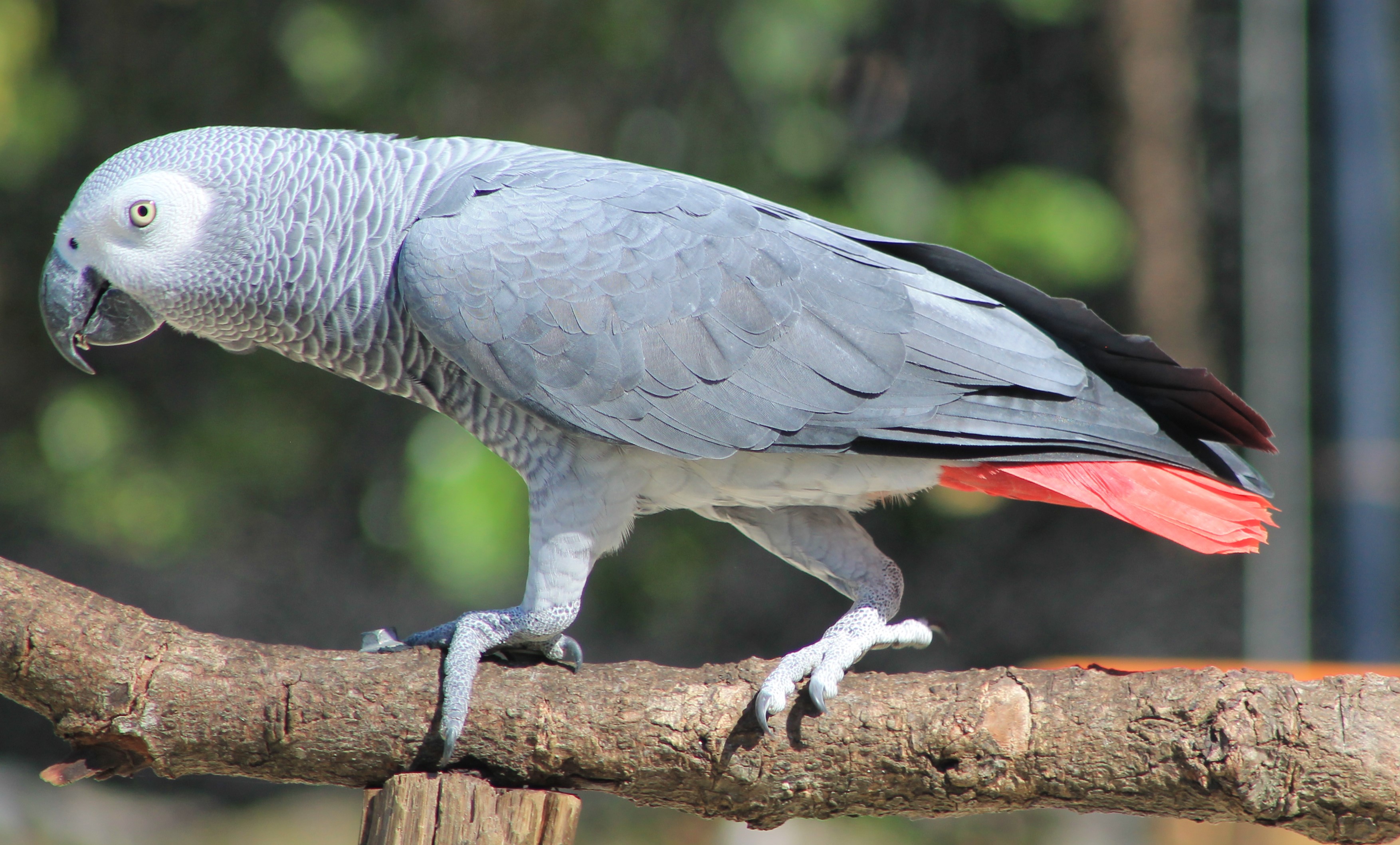 African Grey Parrot - Flight Show