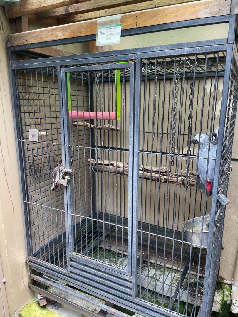 African Grey Parrot for sale