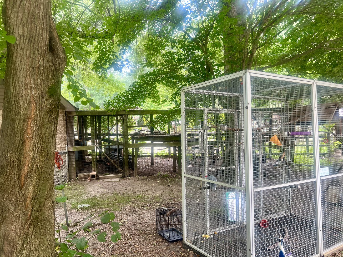 African Grey Parrot in foreground, Northern Grey Fox in background