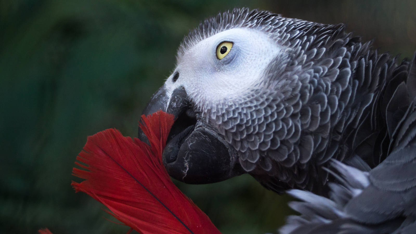 African Grey Parrot preening (Hello, hello)
