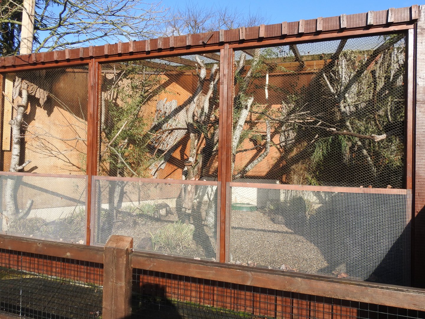 African Grey Parrot (Psittacus erithacus) Aviary