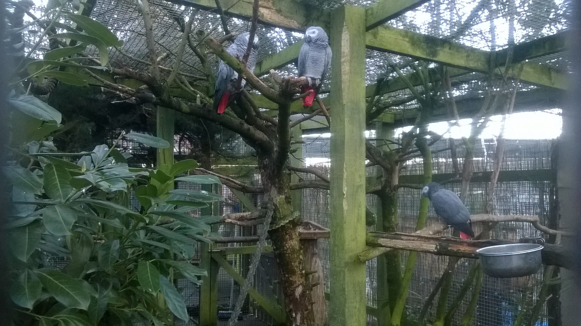 African grey parrot (Psittacus erithacus) in aviary