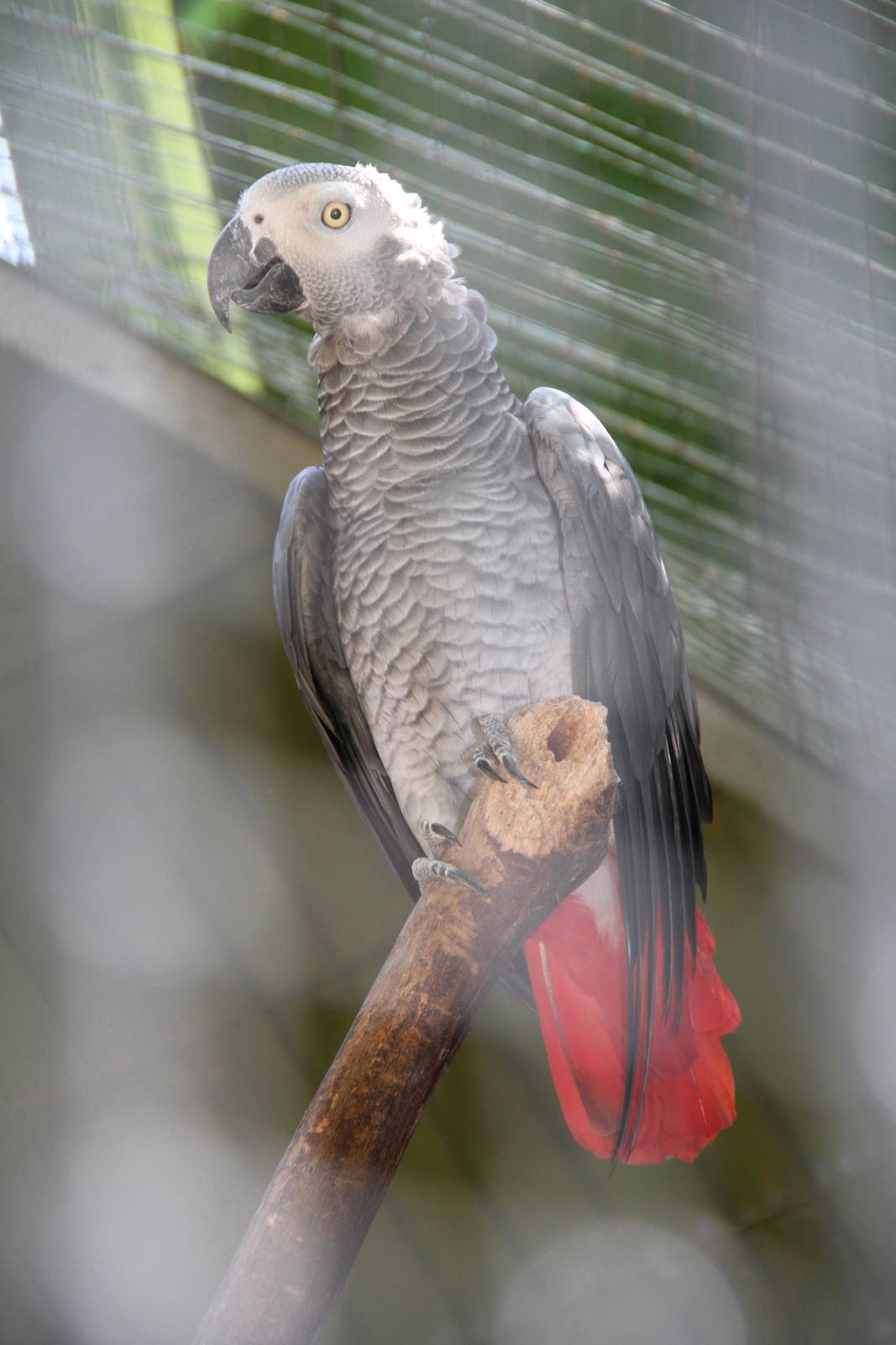 African Grey Parrot (Psittacus erithacus)