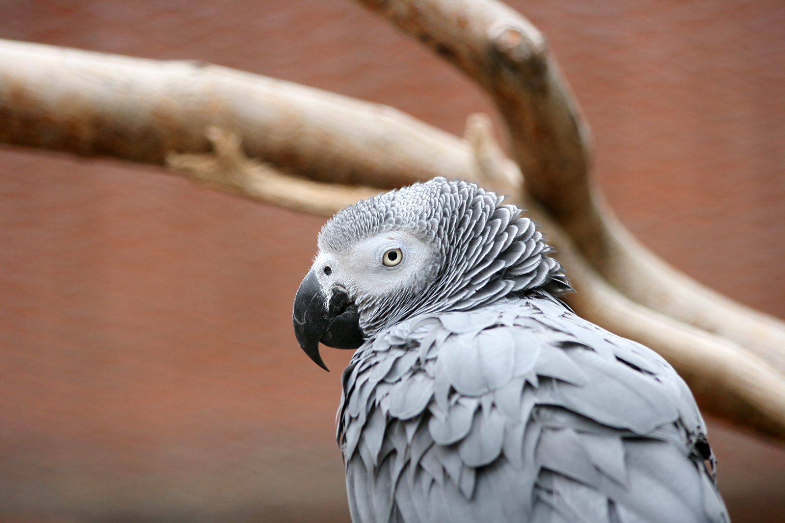 African grey parrot (Psittacus erithacus)