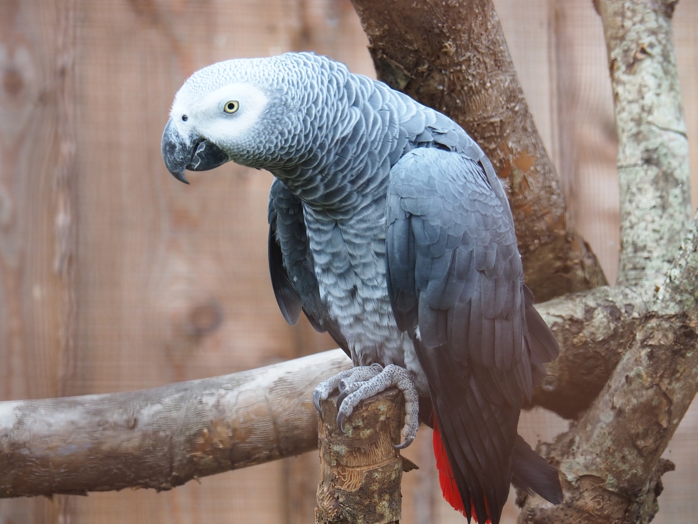 African grey parrot (Psittacus erithacus)