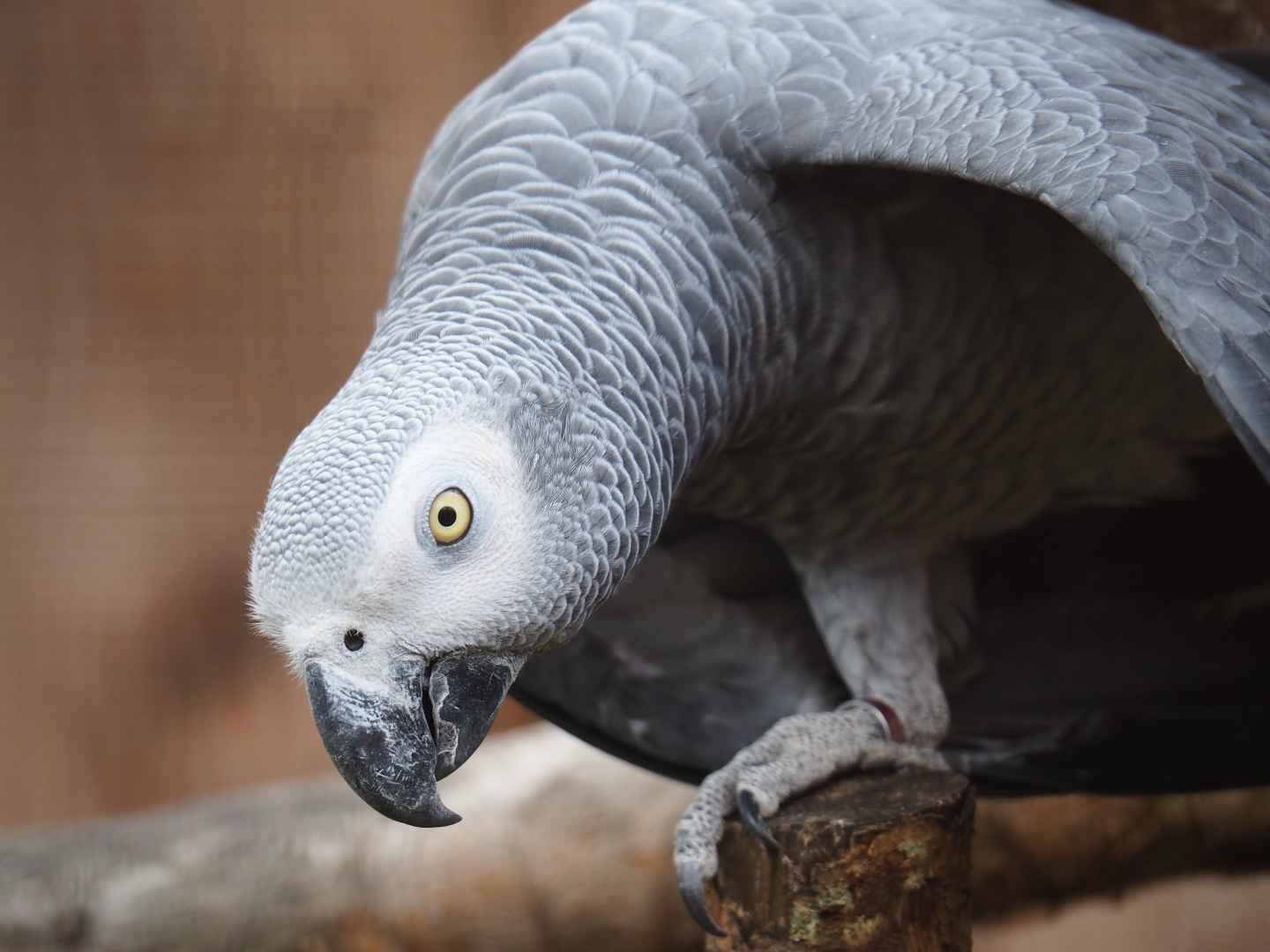 African grey parrot (Psittacus erithacus)