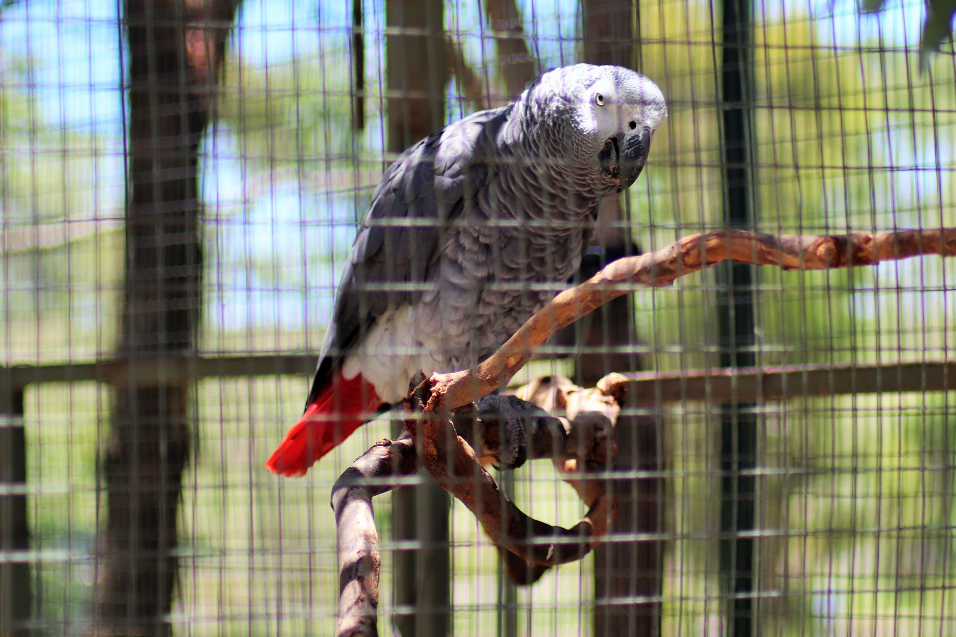 African Grey Parrot (Psittacus erithacus)