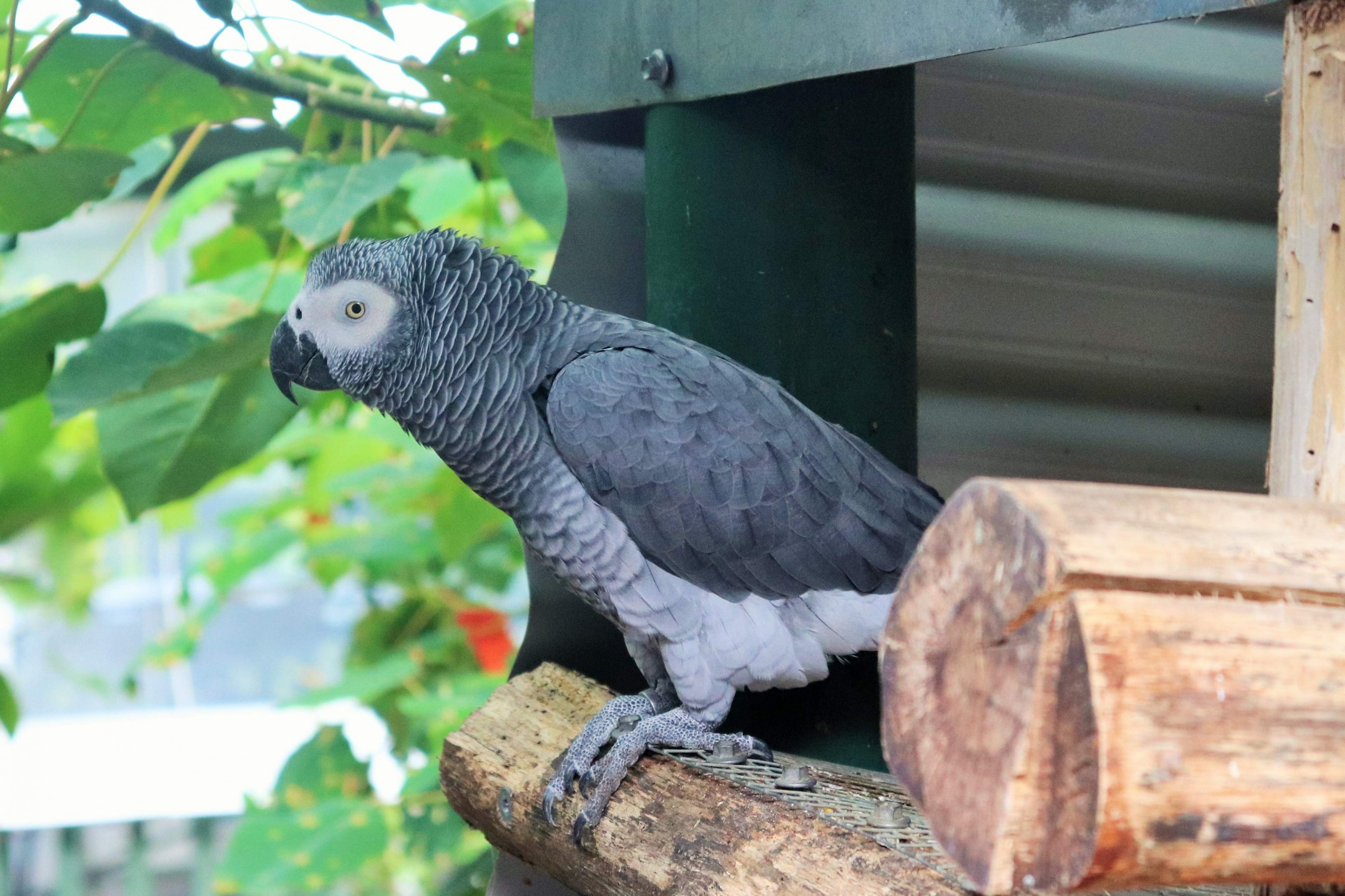 African Grey Parrot (Psittacus erithacus)