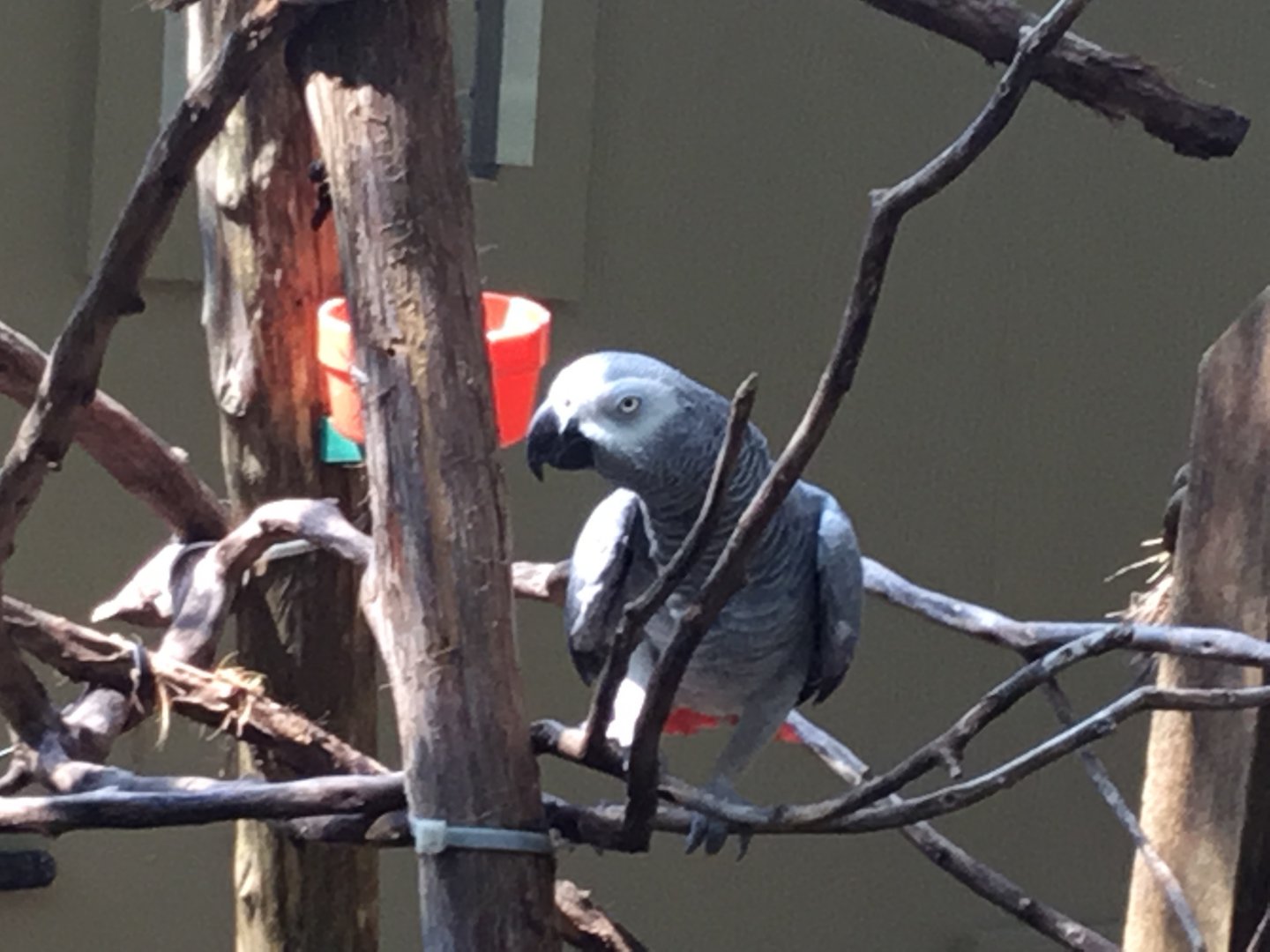 African Grey Parrot (Psittacus Erithacus)