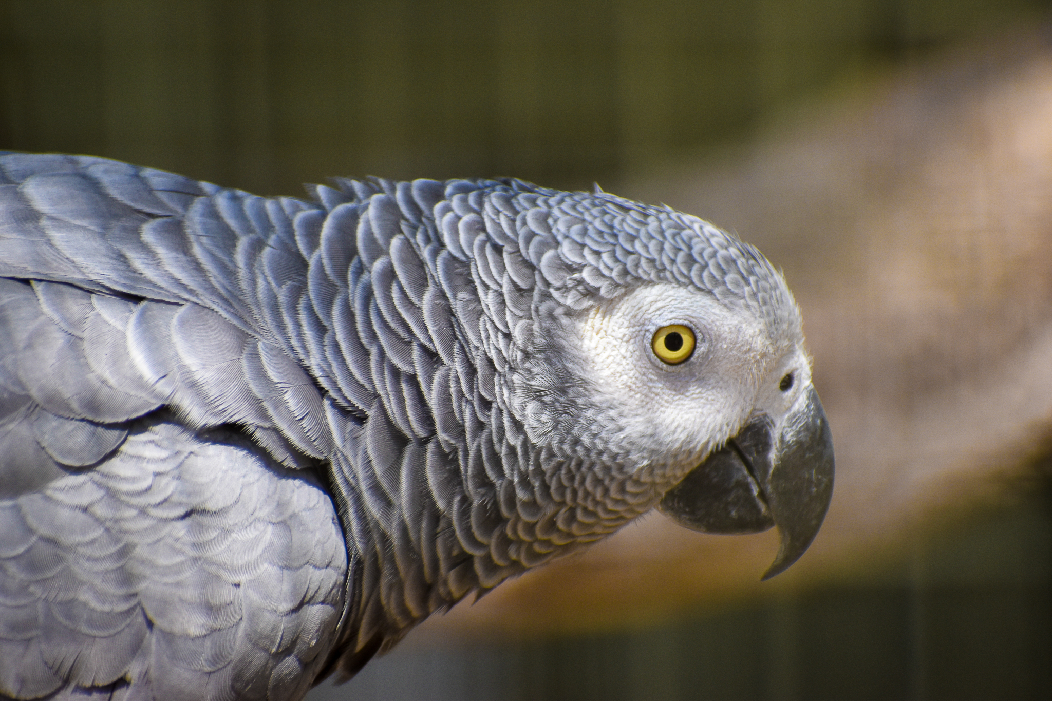 African Grey Parrot (Psittacus erithacus)